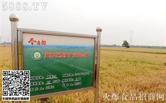 今麥郎麥田 今麥郎麥田