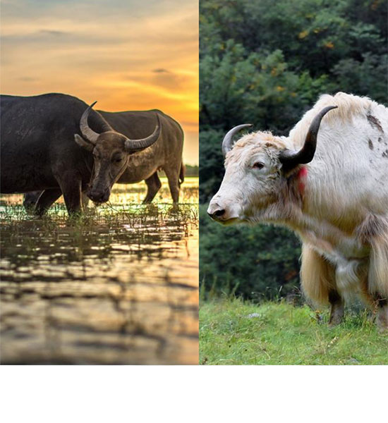 Ҭ�����������